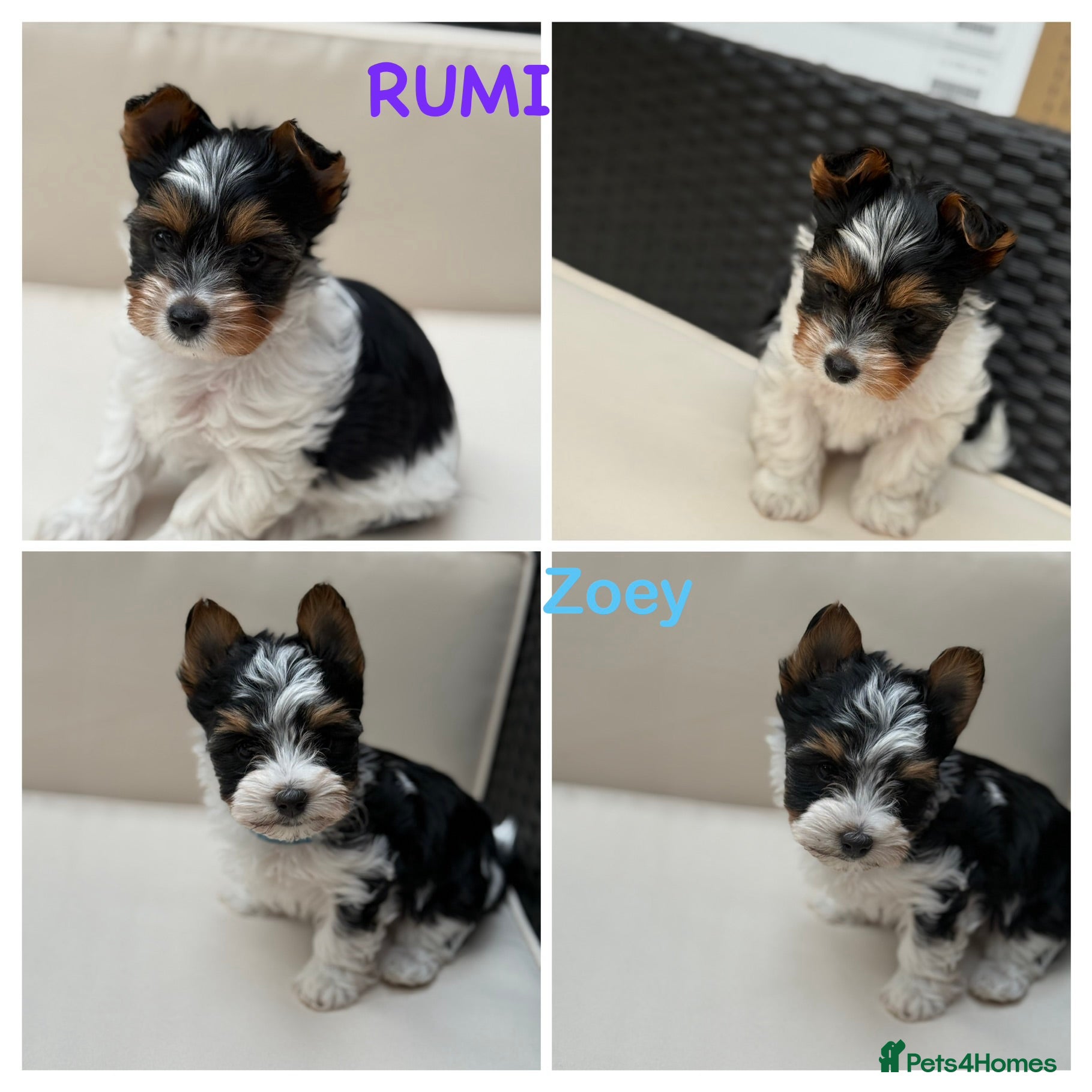 Biewer Terrier dogs for sale:  🐾🐶Beautiful Biewer Terrier Puppies🐾🐶 - Advert 1