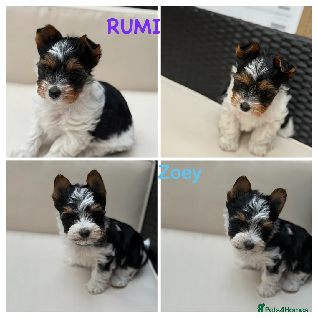 Biewer Terrier dogs for sale:  🐾🐶Beautiful Biewer Terrier Puppies🐾🐶 - Advert 1