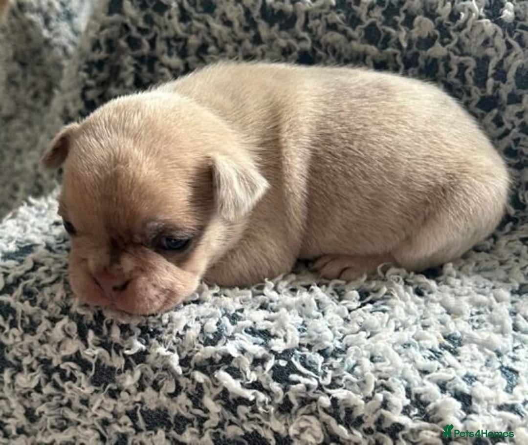 French Bulldog dogs for sale:  French Bulldog Puppy Brings Joy  - Advert 4