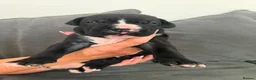 Presa Canario dogs for sale: Pressa canario puppys  in Gravesend - Advert 16