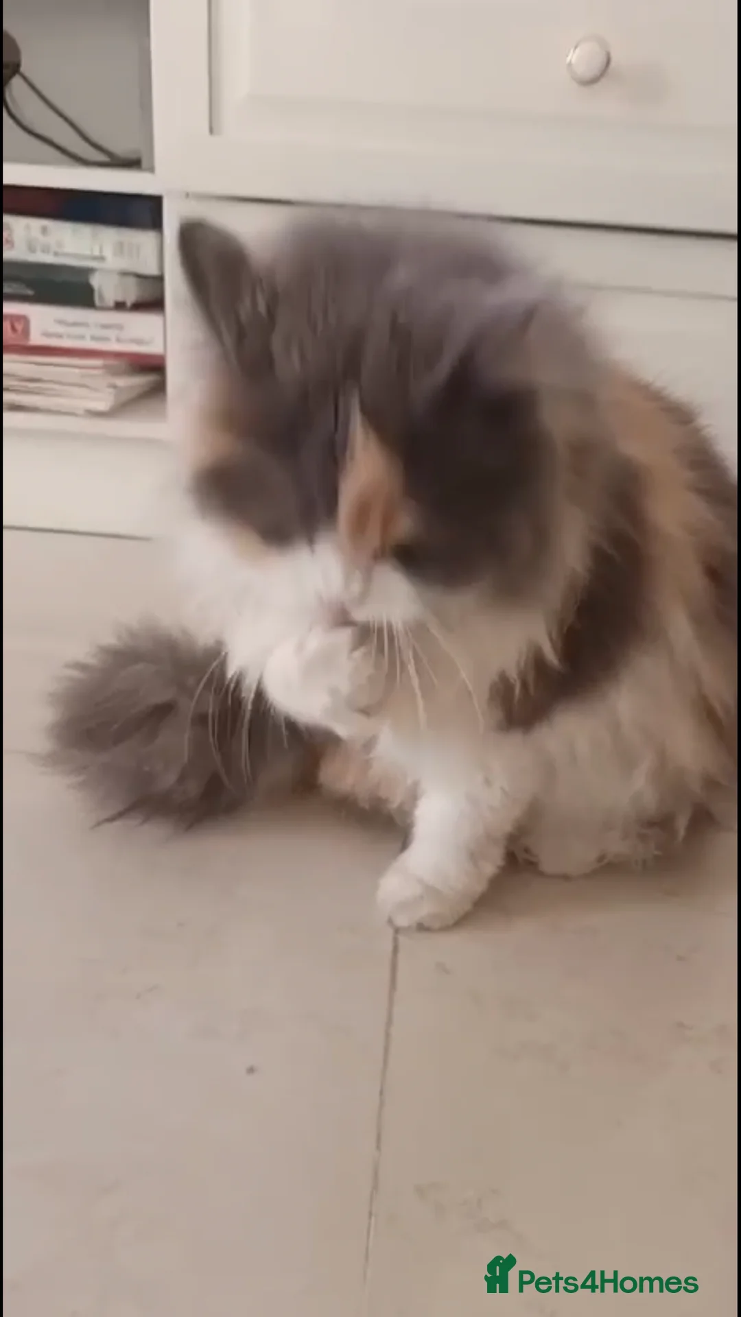 Mixed Breed cats for adoption: ASHLEY- PERSIAN MIX SPAYED VACCINATED CUDDLY GIRL - Advert 4