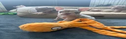 French Bulldog dogs for sale: New Shades Puppies/ DNA 🧬 Tested Parents  - Advert 3