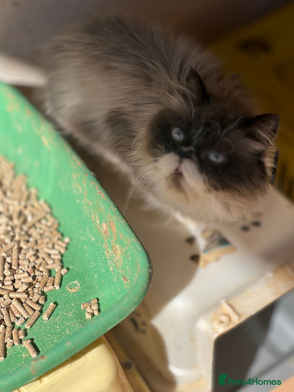 Oreo — Mixed Breed