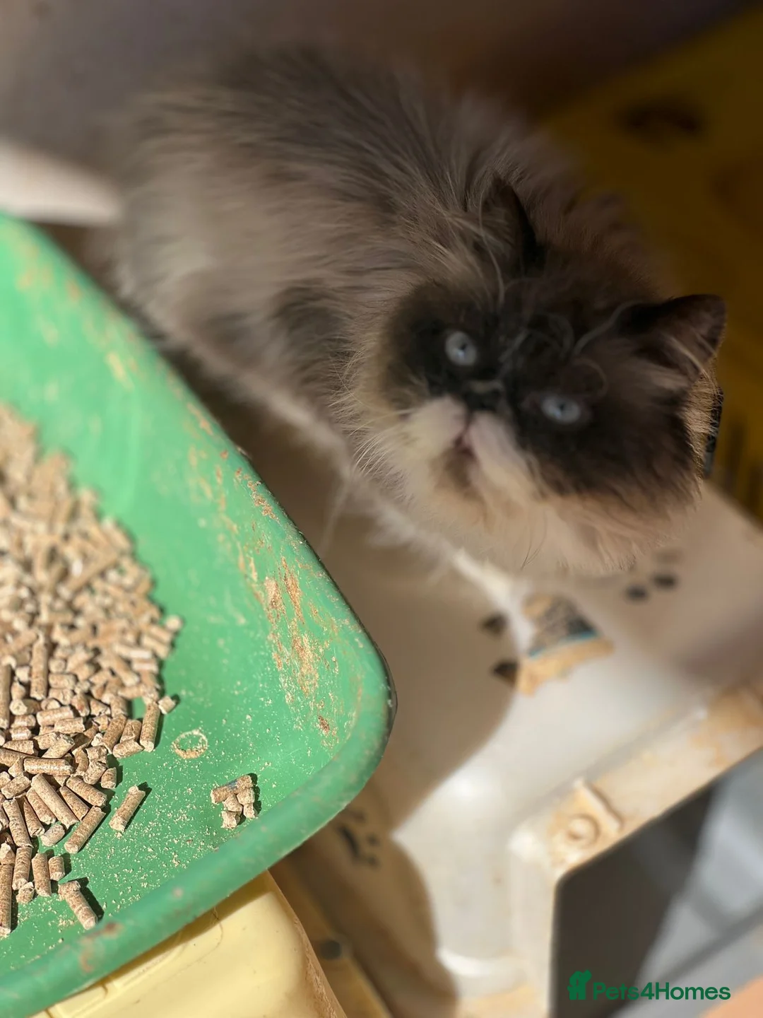 Mixed Breed cats for adoption: Oreo is 2 years old  - Advert 2