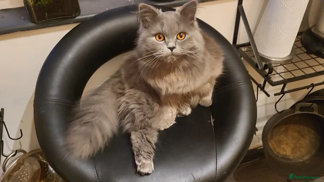 British Longhair cats for sale: British Longhair Kittens - Advert 2