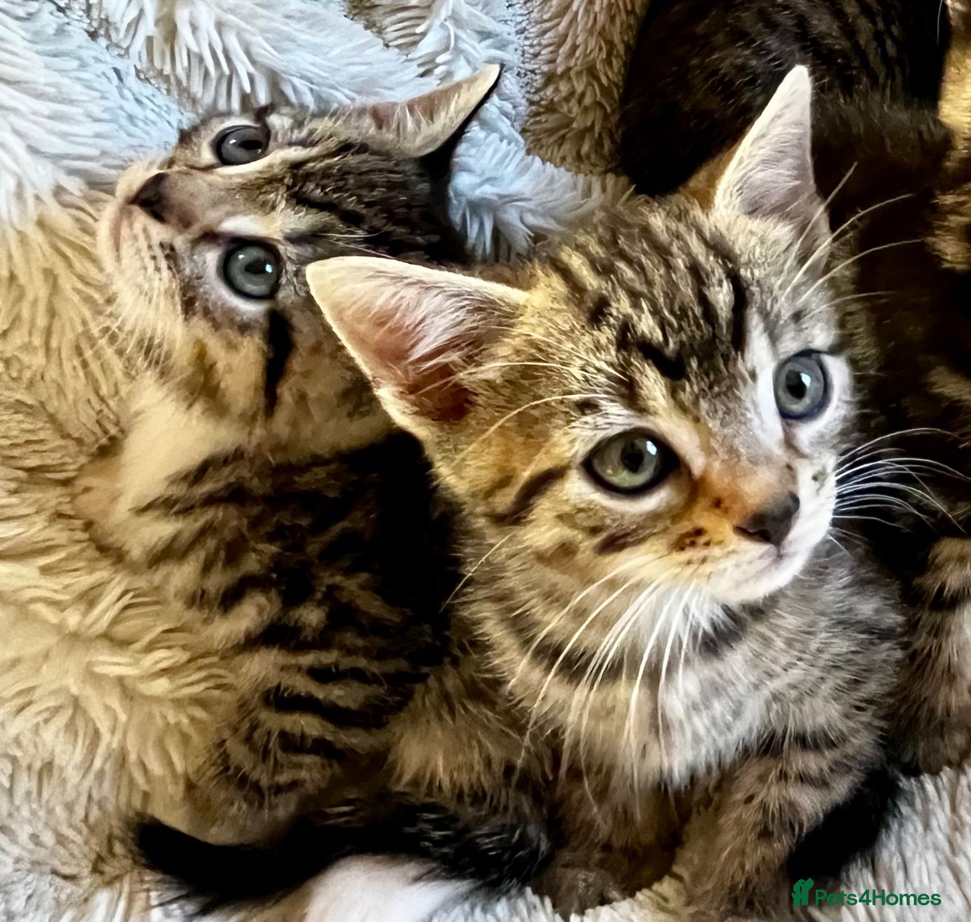 Bengal cats for sale: Glittery Bengal X With Superstar References! - Advert 16