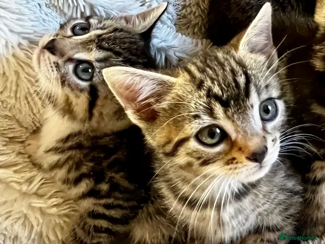 Bengal cats for sale: Glittery Bengal X With Superstar References! - Advert 16