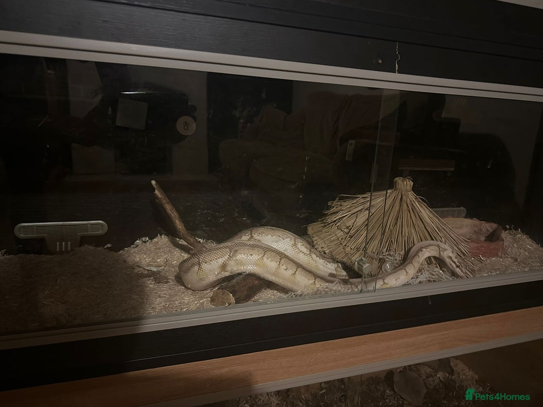 Python Snake reptiles for sale: 🐍 Ball Pythons for Sale – Collection Nottingham  - Image 17