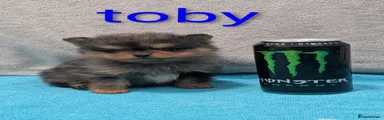 Toby