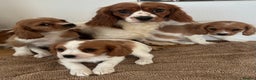 Cavalier King Charles Spaniel dogs for sale: Cavalier King Charles puppies Blenheim ready now  - Advert 2