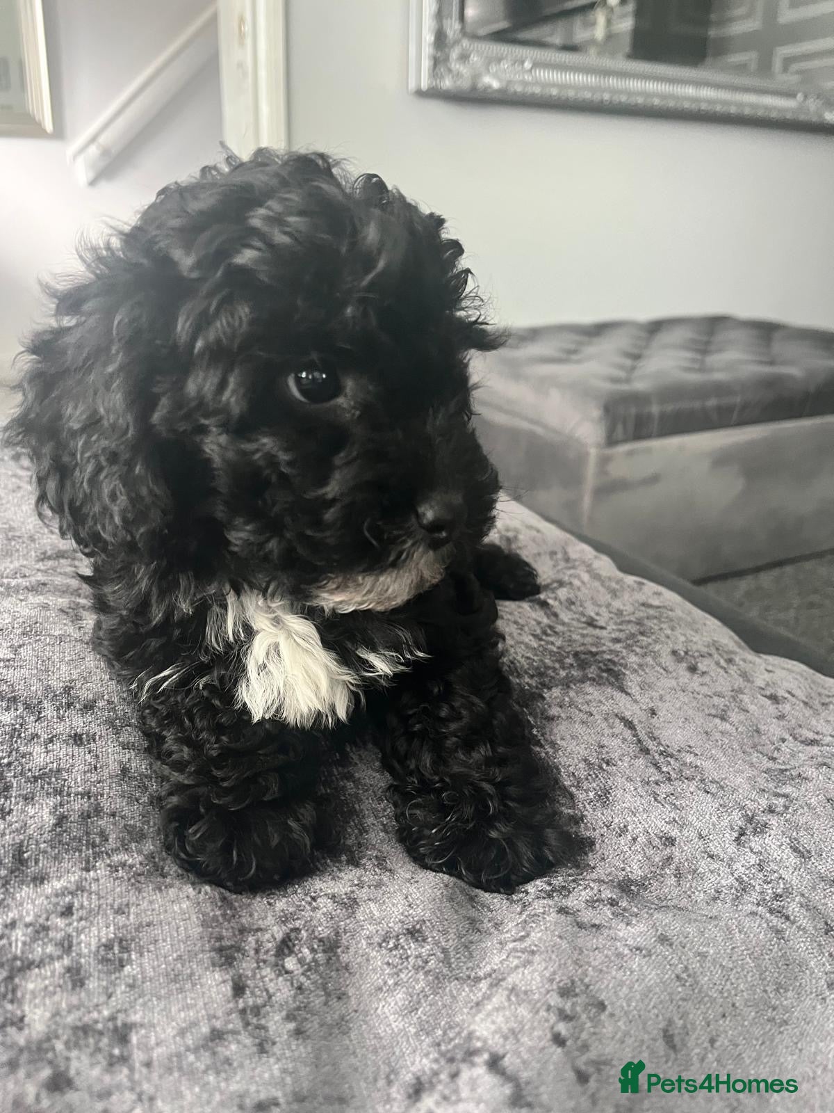 Cavapoo dogs Cavapoo boys f1b last two health tested vaccinated - Advert 10