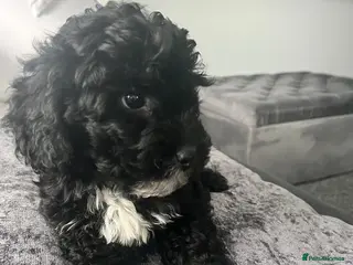 Cavapoo dogs Cavapoo boys f1b last two health tested vaccinated - Advert 10