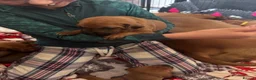 Rhodesian Ridgeback dogs for sale: Exceptionally Health Tested KC Ridgeback Puppies - Advert 11