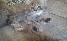 British Longhair cats for sale: 5 x beautiful BLH kittens for sale - Advert 8