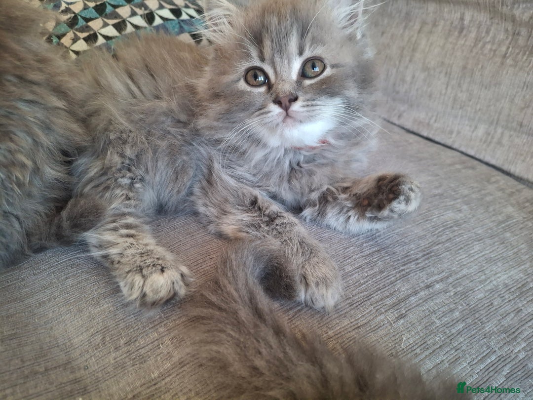 British Longhair cats for sale: 5 x beautiful BLH kittens for sale - Advert 8