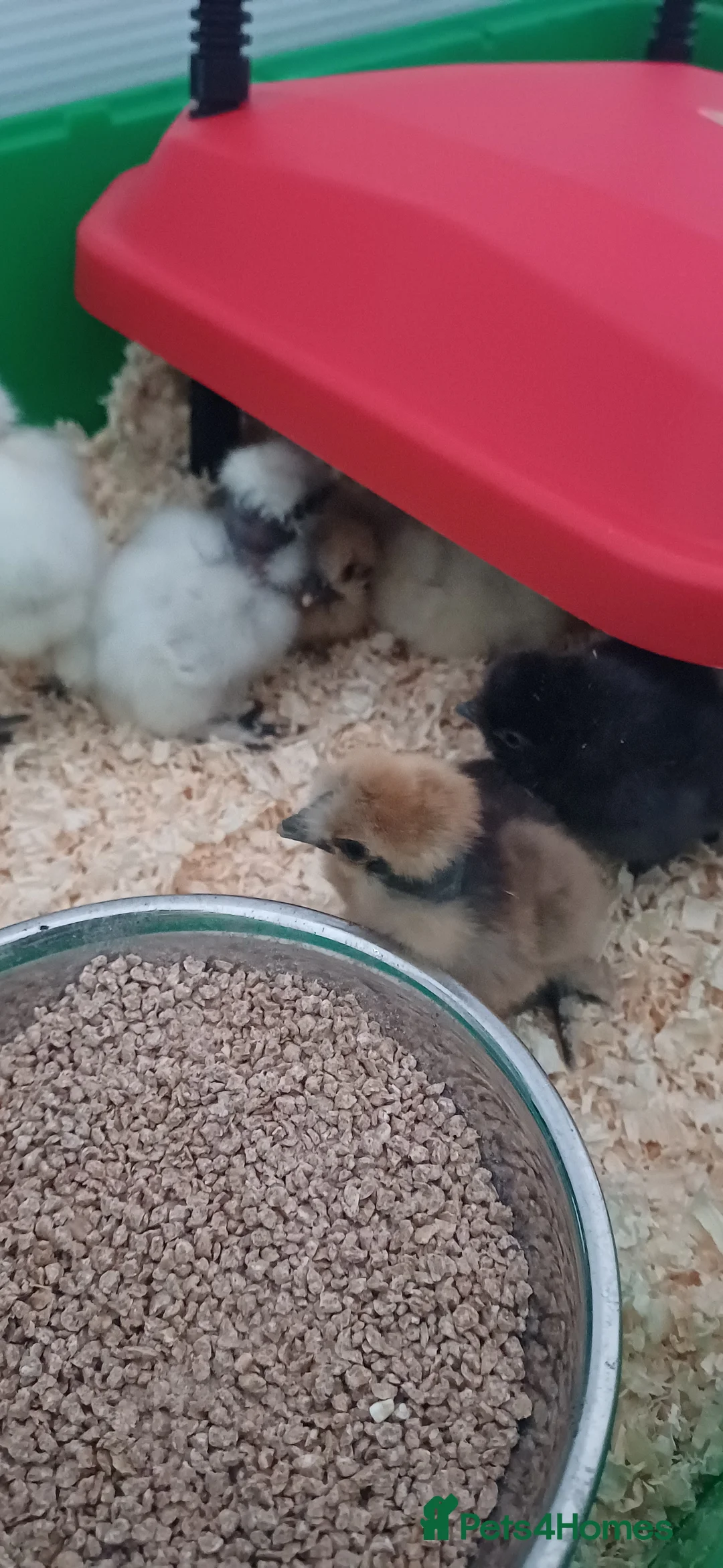 Chickens poultry for sale: Silkie chicks available now & hatching eggs - Advert 2