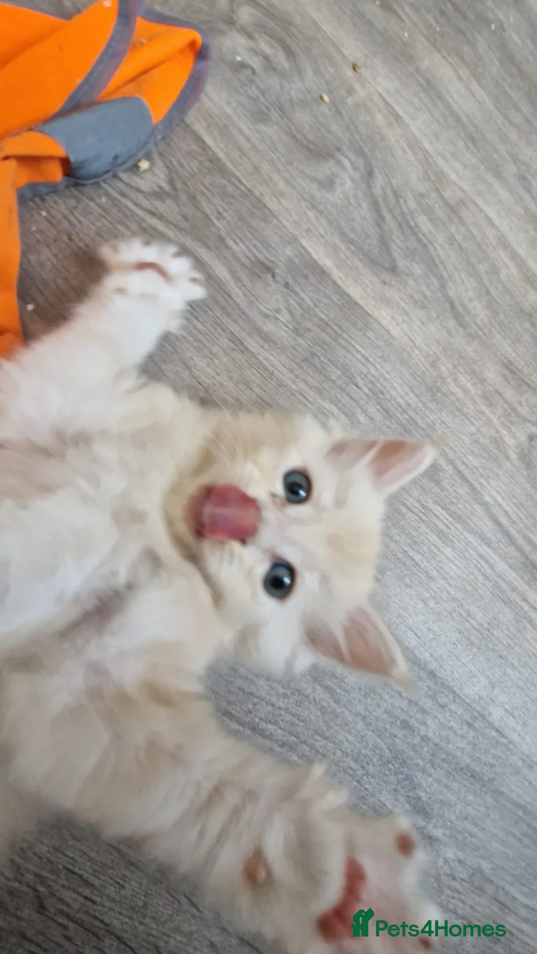 Ragcoon cats for sale: Stunning Ragcoon baby's 2 available  - Advert 2