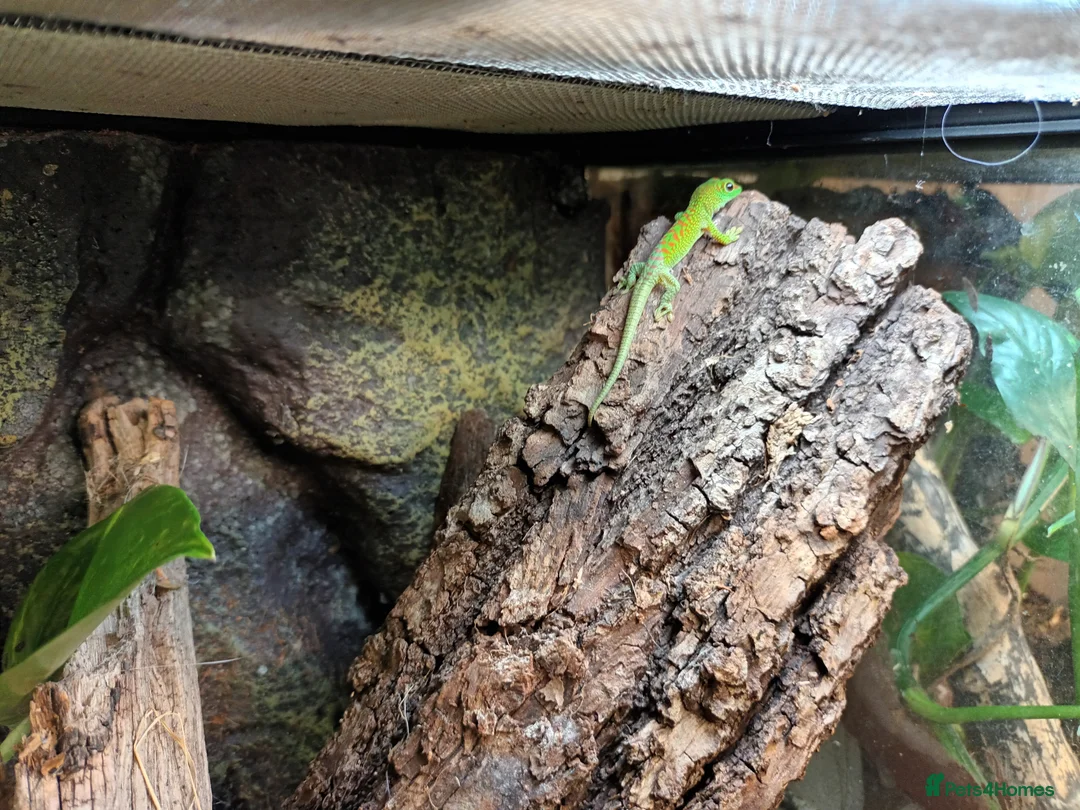 Gecko reptiles for sale: Giant Day Gecko - Advert 5