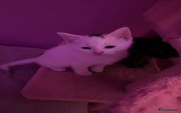 Mixed Breed cats for sale: Kittens looking for forever home - Image 2