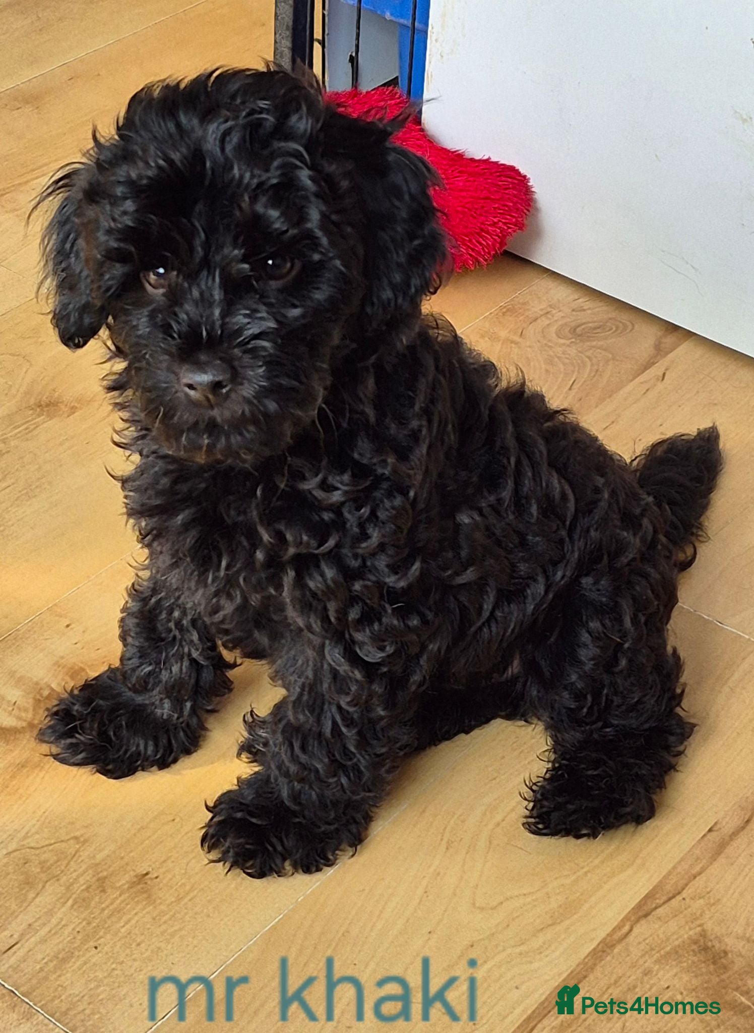 Cavapoo dogs Amazing Miniature cavapoo f1b puppies - Advert 1