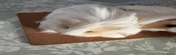 Guinea Pig rodents for sale: 2 bonded female Sheltie guinea pigs cream & white  - Advert 6