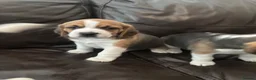 Beagle dogs for sale: Beautiful Beagles(ready now) - Advert 23