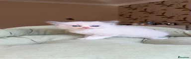 Ragdoll 2