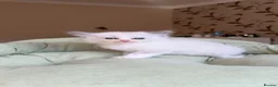 Ragdoll cats for sale: Beautiful TICA Kittens  - Advert 7