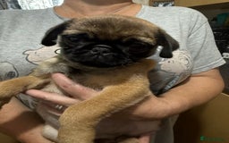 Pug dogs for sale: Pug puppies *READY NOW!!* - Image 29