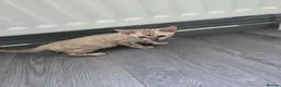 Bengal cats for sale: ACTIVE SNOW BENGAL KITTEN BLUE EYES TICA REGISTER - Advert 8