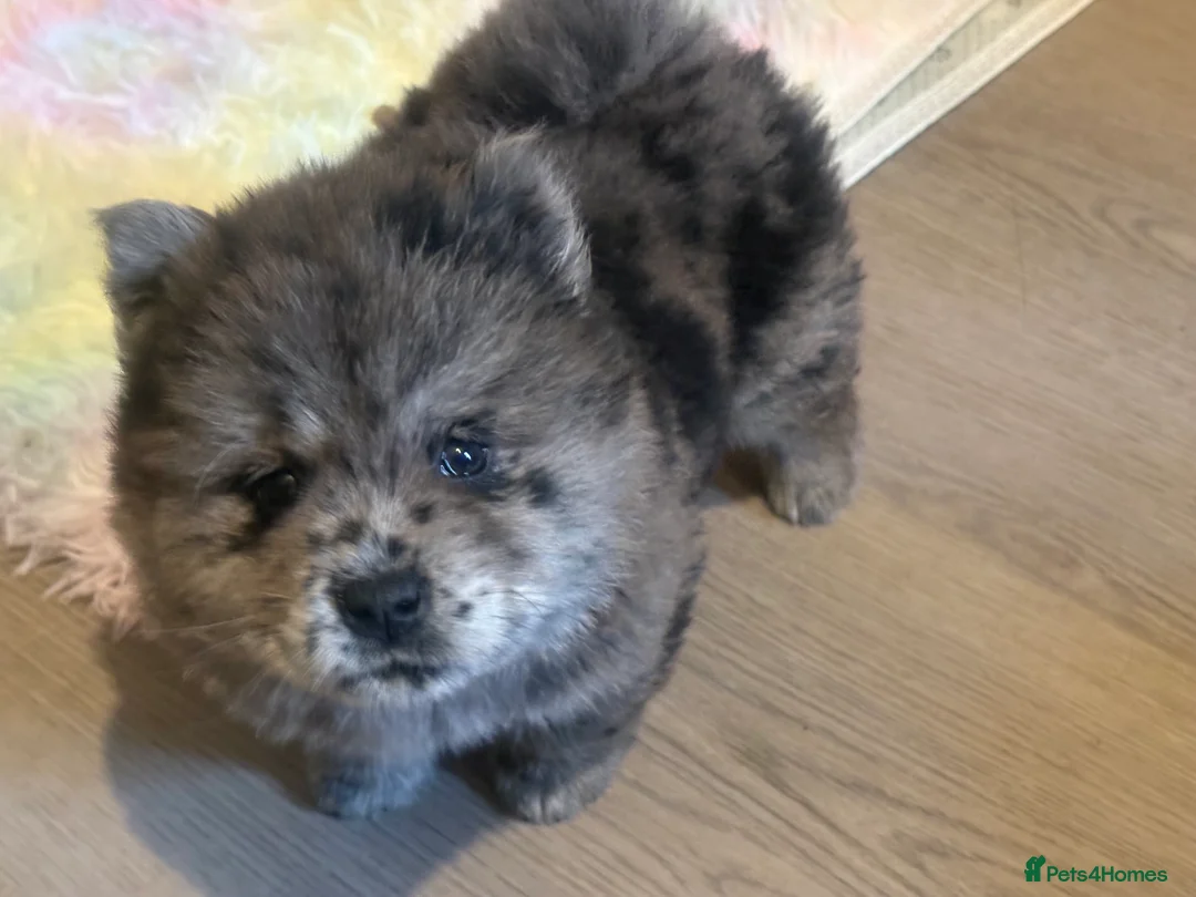 Chow Chow dogs for sale: Last lilac Merle male and female chow chow puppy - Advert 7