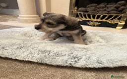 Miniature Schnauzer dogs for sale: KC REG RARE BLACK MINIATURE SCHNAUZER PUPPIES  - Image 7