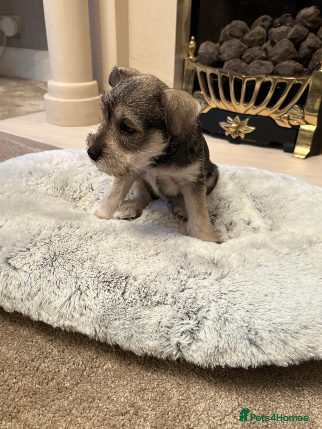 Miniature Schnauzer dogs for sale: KC REG RARE BLACK MINIATURE SCHNAUZER PUPPIES  - Image 7