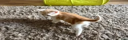 British Shorthair cats for sale: Last boy ready to leave now - Advert 6