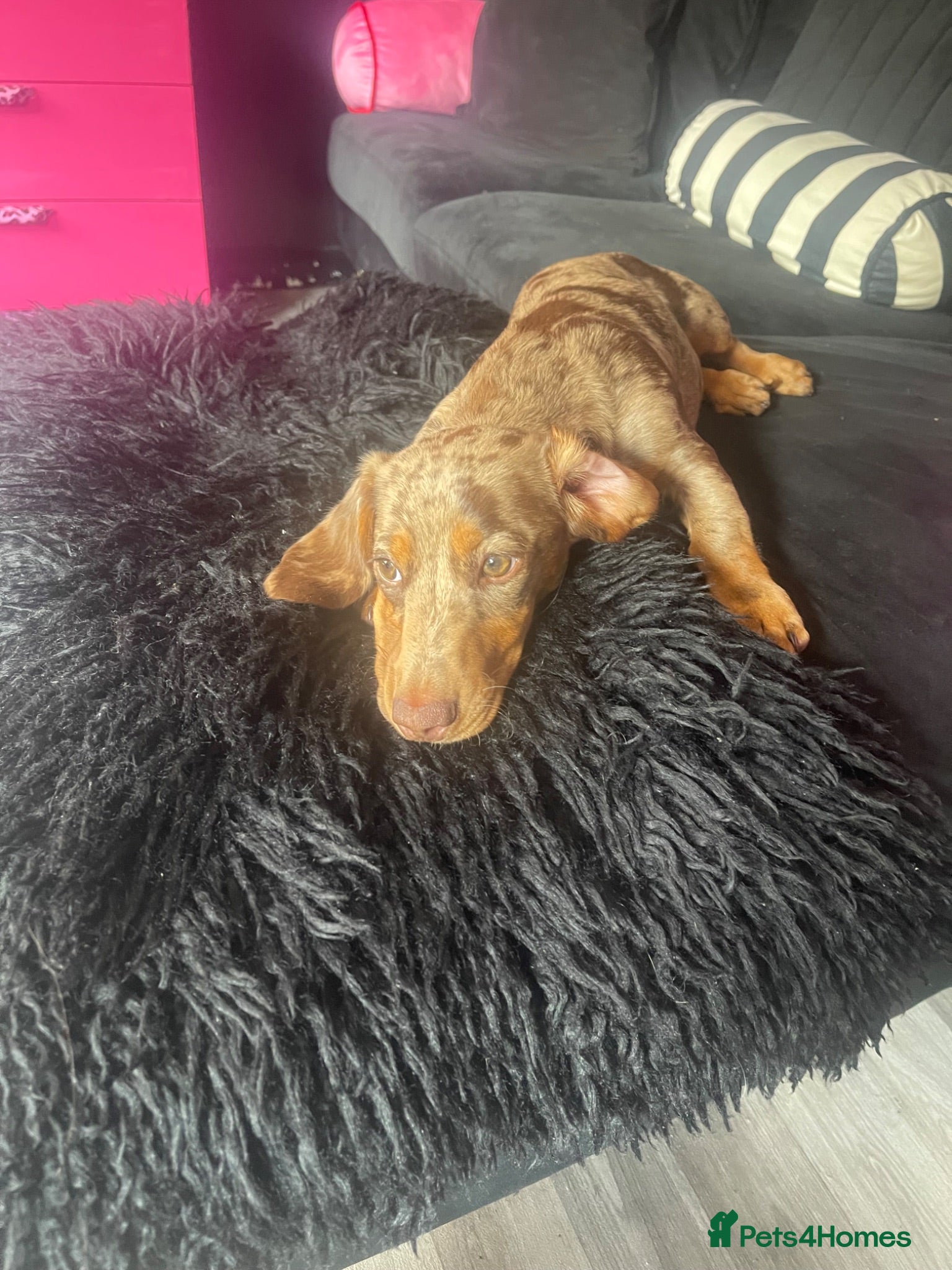 Miniature Dachshund dogs KC Gorgeous Boy - Advert 7
