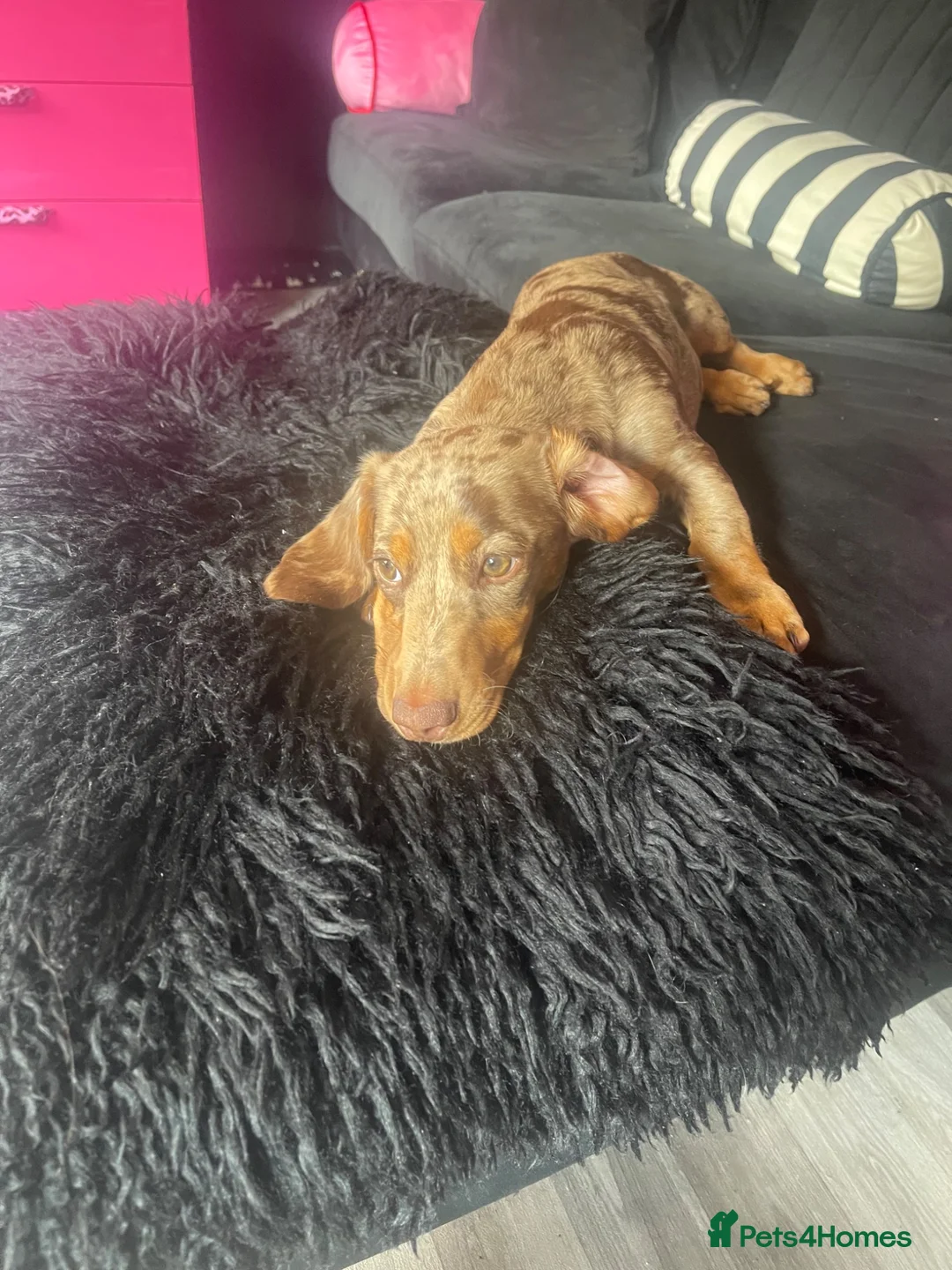 Miniature Dachshund dogs for sale: KC Gorgeous Boy - Advert 1