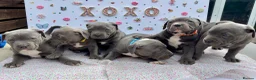 Staffordshire Bull Terrier dogs for sale: Blue Staffordshire Bull Terrier Puppies - Advert 6