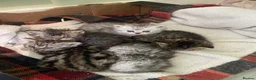 Selkirk Rex cats for sale: Selkirkrex curly and straight - Advert 9
