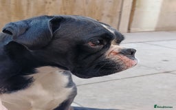 Boxer dogs for sale: 🐾 Boxer Dog for Sale KC registered  - Image 1
