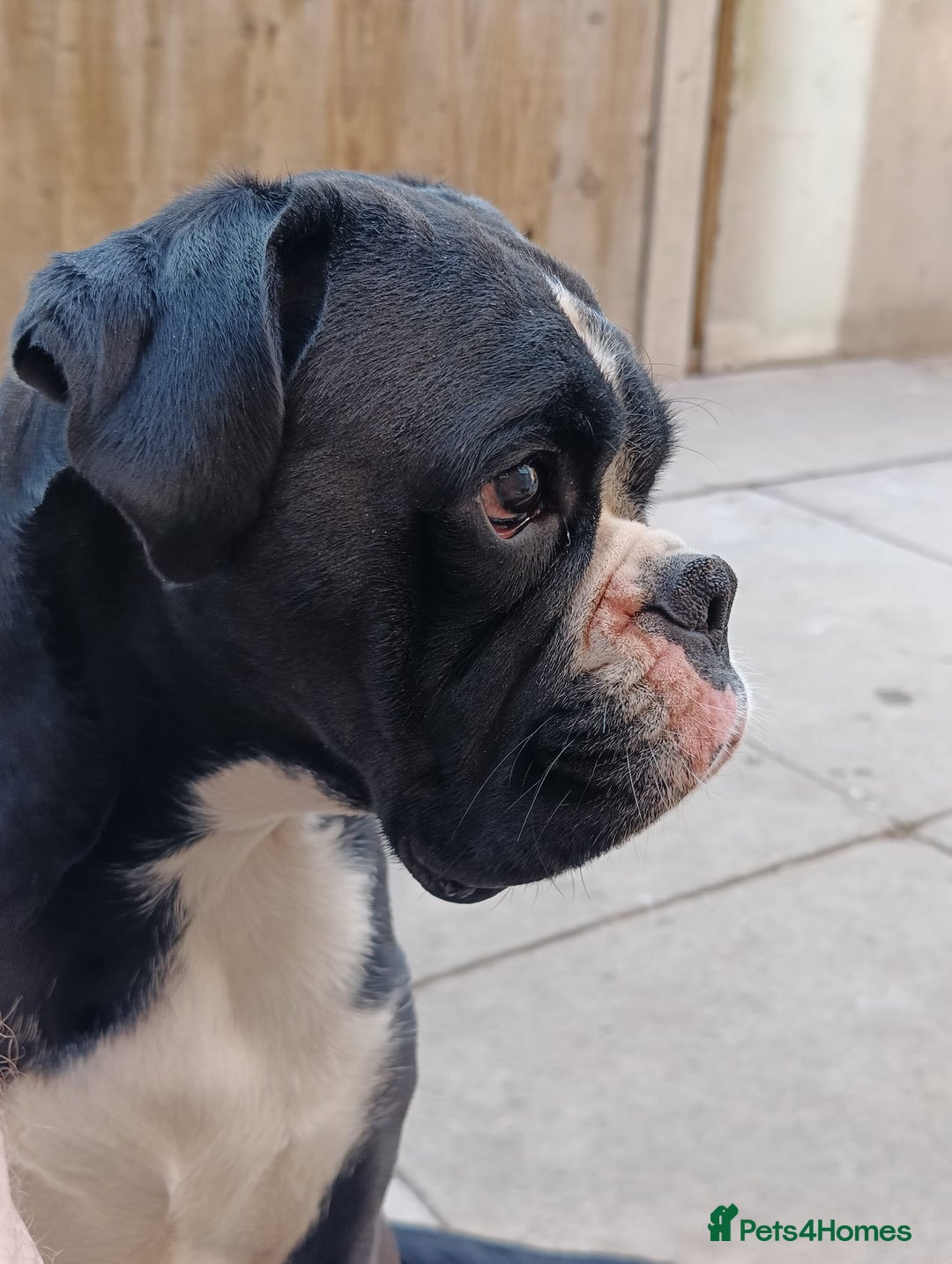 Boxer dogs for sale: 🐾 Boxer Dog for Sale KC registered  - Image 1