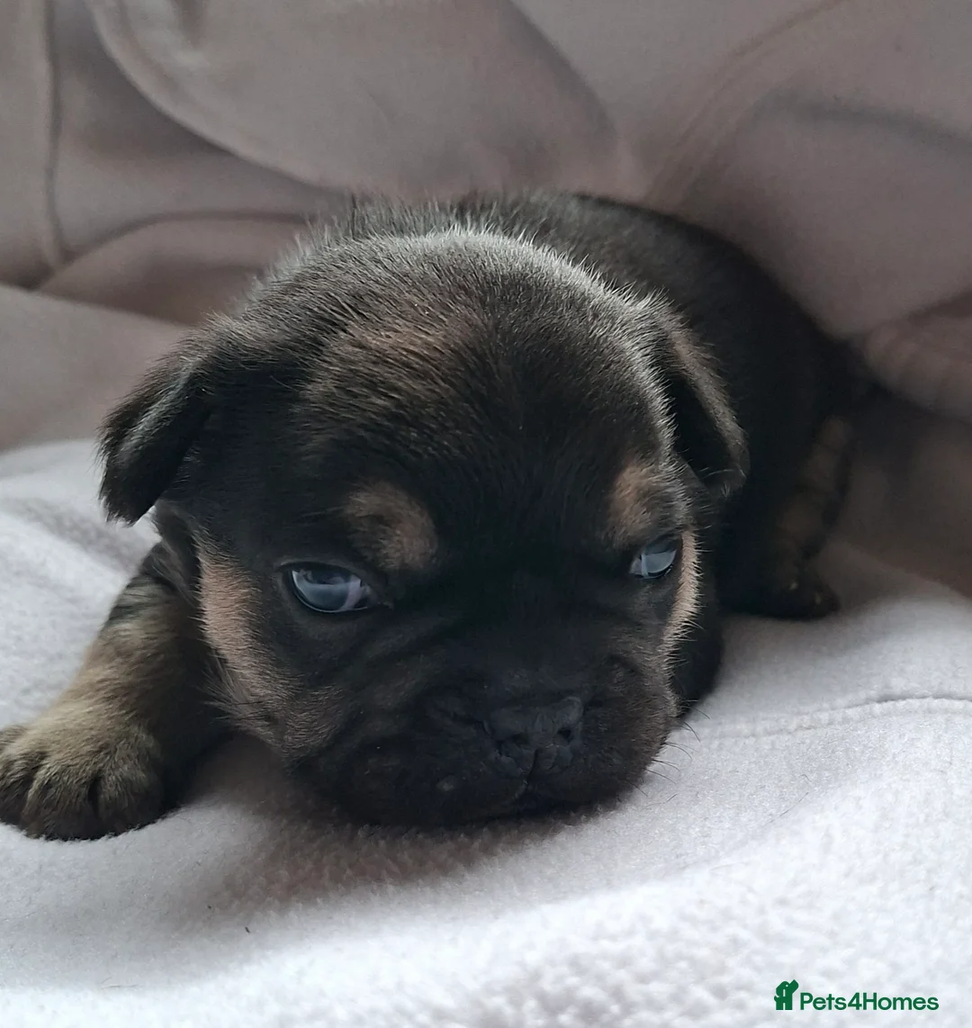 French Bulldog dogs for sale: 5 french bulldog  fluffy - Advert 7