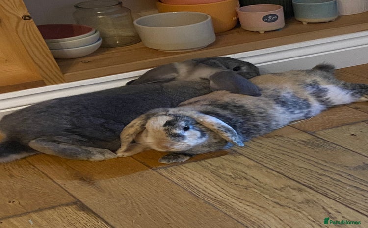 French Lop rabbits - Advert 4