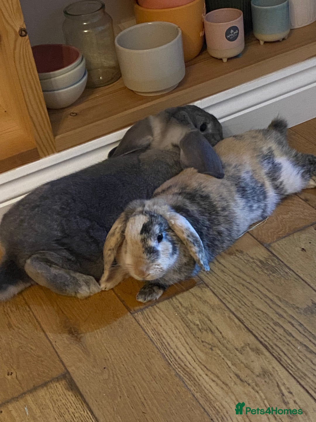 French Lop rabbits for sale: Bonded pair 2 lops - Image 1