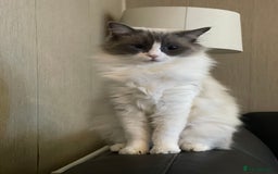 Ragdoll cats for sale: Our little snow babies ragdoll kittens  - Image 20