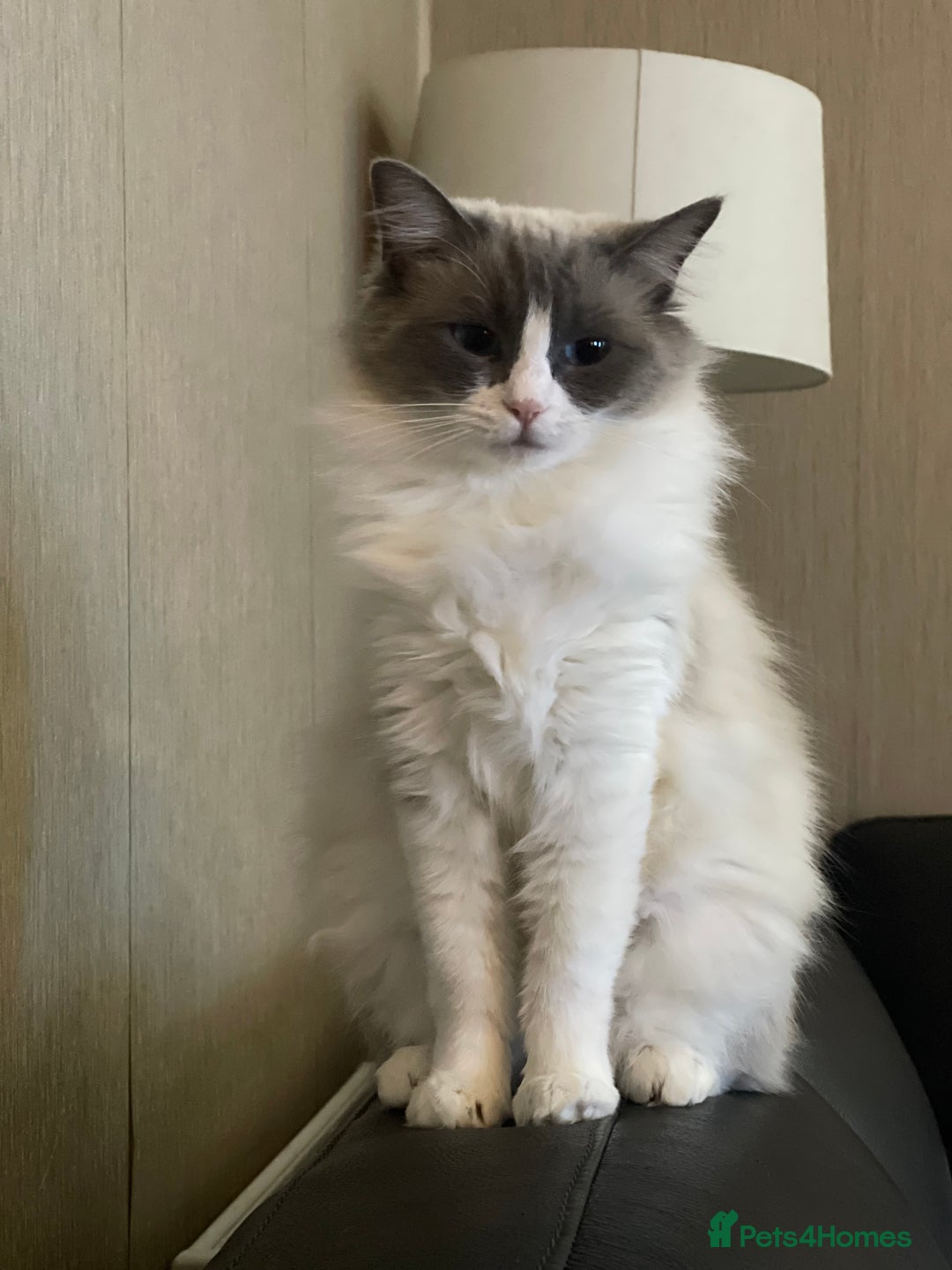 Ragdoll cats for sale: Our little snow babies ragdoll kittens  - Image 20