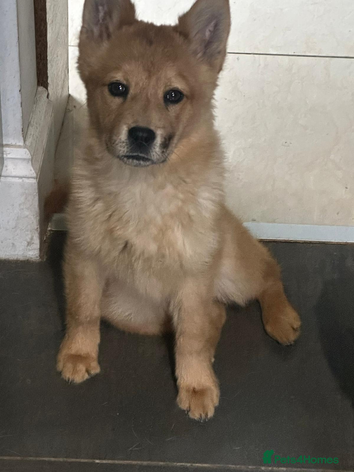 Mixed Breed dogs 2 Adorable Red Merle Chowski's for sale  - Advert 2