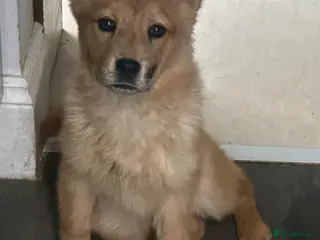 Mixed Breed dogs 2 Adorable Red Merle Chowski's for sale - Advert 2