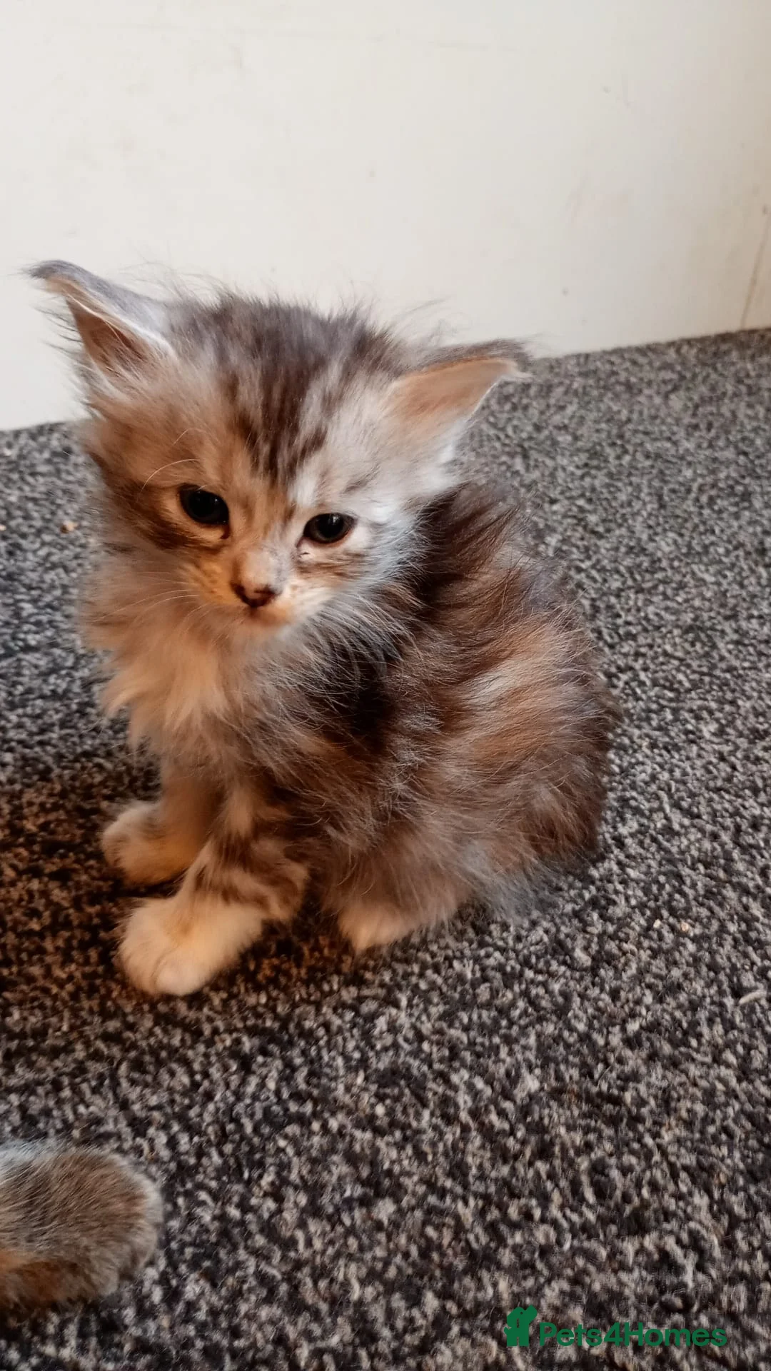 Maine Coon cats for sale: Only 1 little boy left Maine coon X kitten  - Advert 7