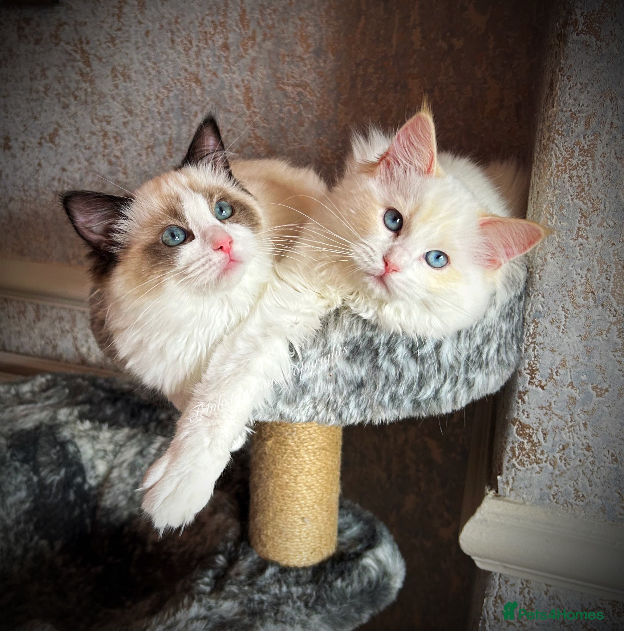 Ragdoll cats Ragdoll kittens  - Advert 1
