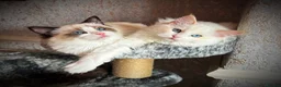 Ragdoll cats for sale: Ragdoll kittens  - Advert 1